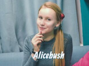 Alicebush