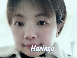 Haringo