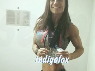 Indigofox