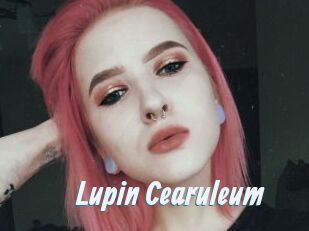 Lupin_Cearuleum