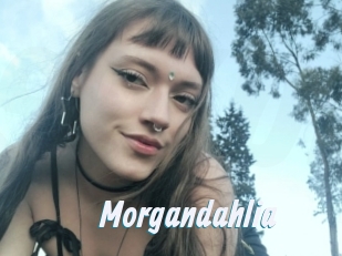 Morgandahlia
