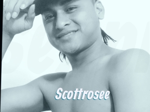 Scottrosee
