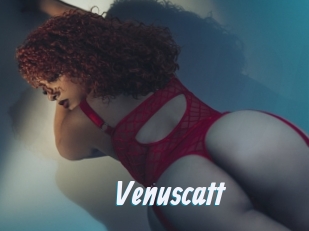Venuscatt