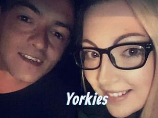 Yorkies